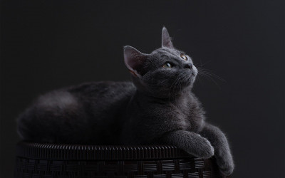 Aktif Karbonlu Kedi Kumu Hakkında Bilmeniz Gerekenler