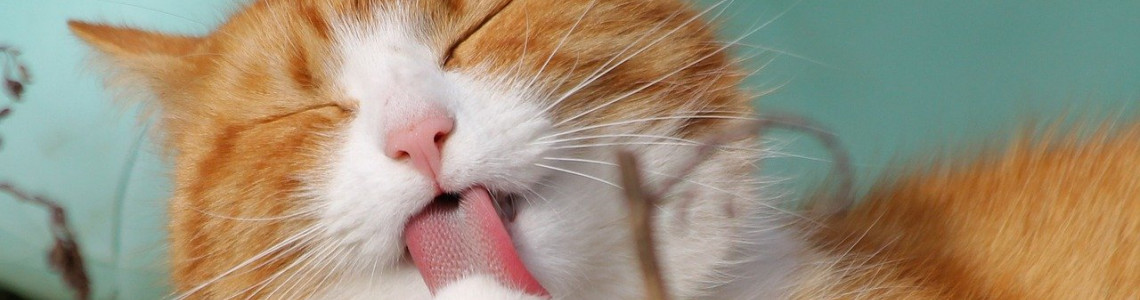 Topaklanan Kedi Kumu Nedir?