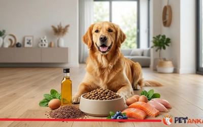 Köpeklerde Sağlıklı Beslenme