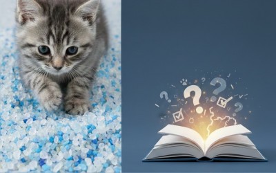 Kristal Kedi Kumu Rehberi: Efsaneler, Gerçekler ve Bilinmesi Gerekenler