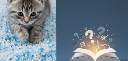 Kristal Kedi Kumu Rehberi: Efsaneler, Gerçekler ve Bilinmesi Gerekenler